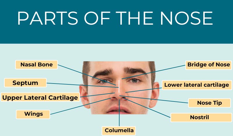 Structure of Nose