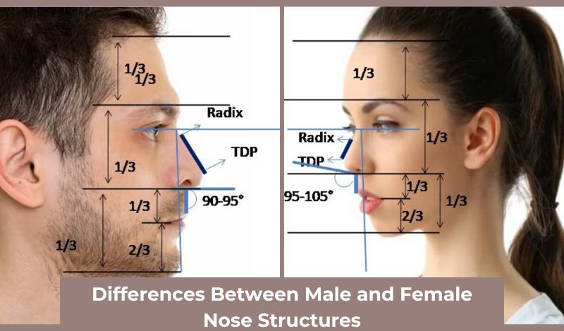 Differences between male and female nose structures